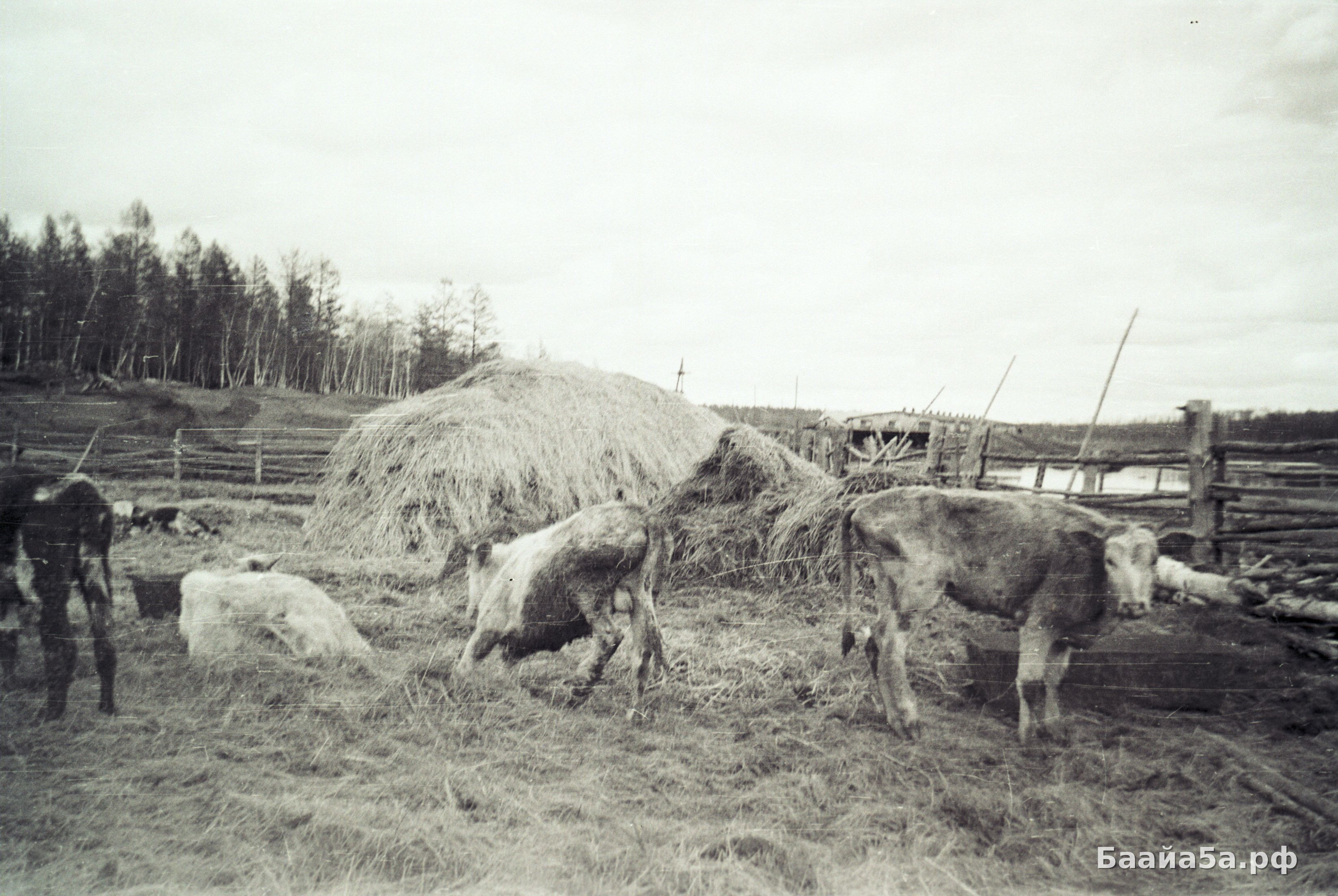 Тутуулар (21).jpg