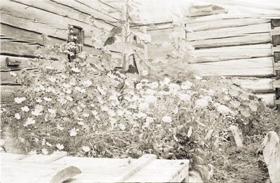 Пришкольный участок (2).jpg