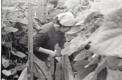 Юннаты (10).jpg