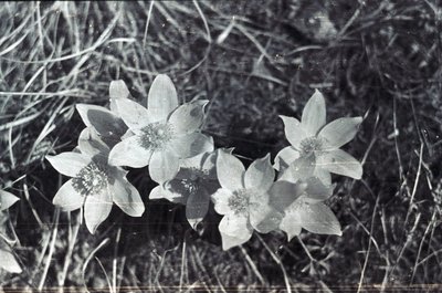 День пионерии (7).jpg