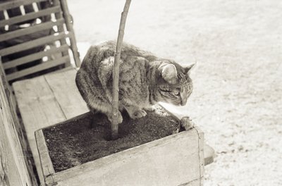 Мас олордуута (4).jpg