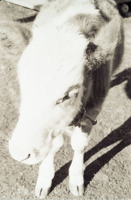 Мас олордуута (5).jpg