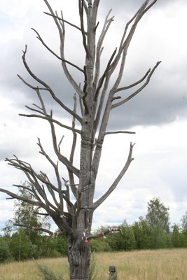 кони,21июля 2006. 042.jpg